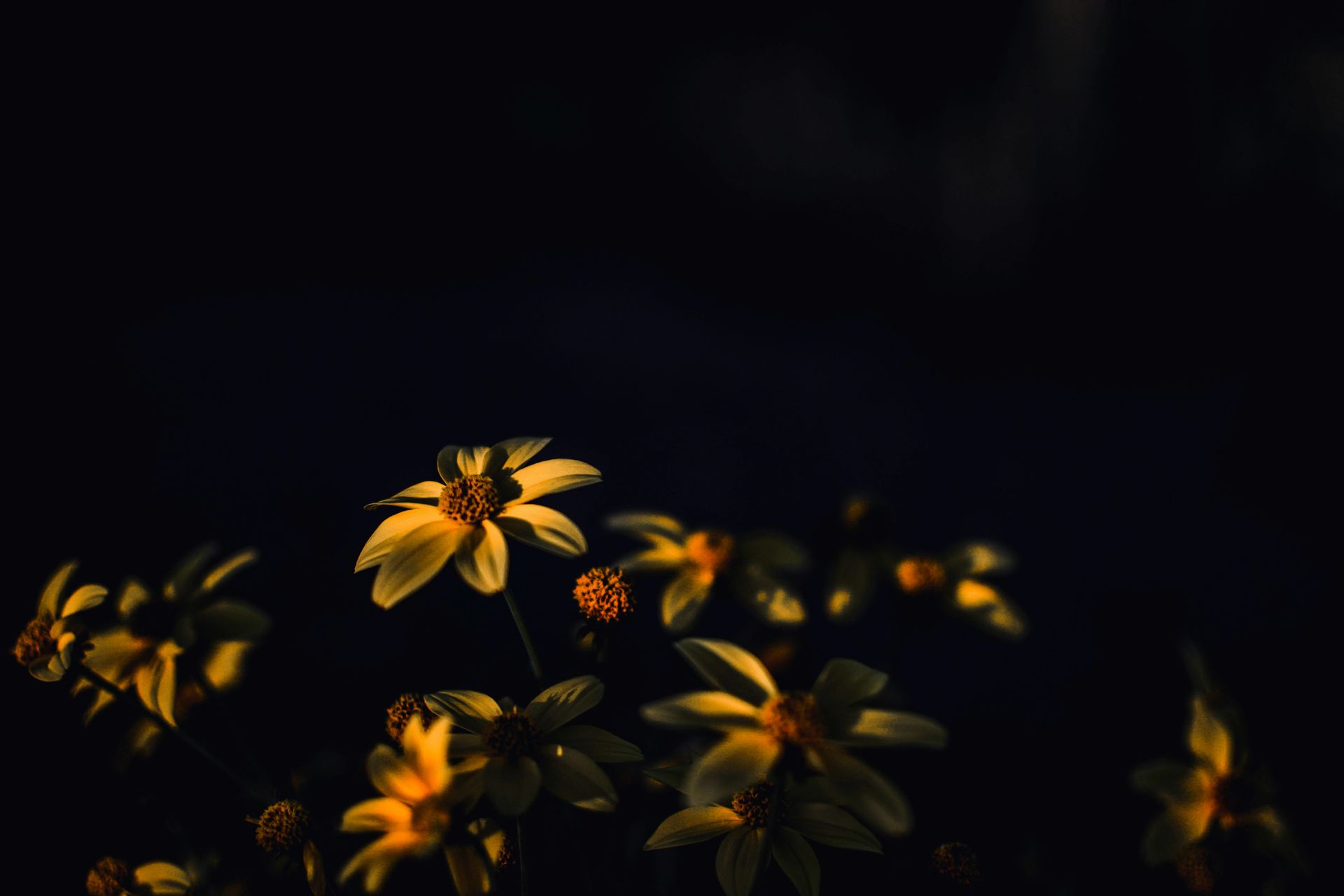 A bunch of yellow flowers on a black background.