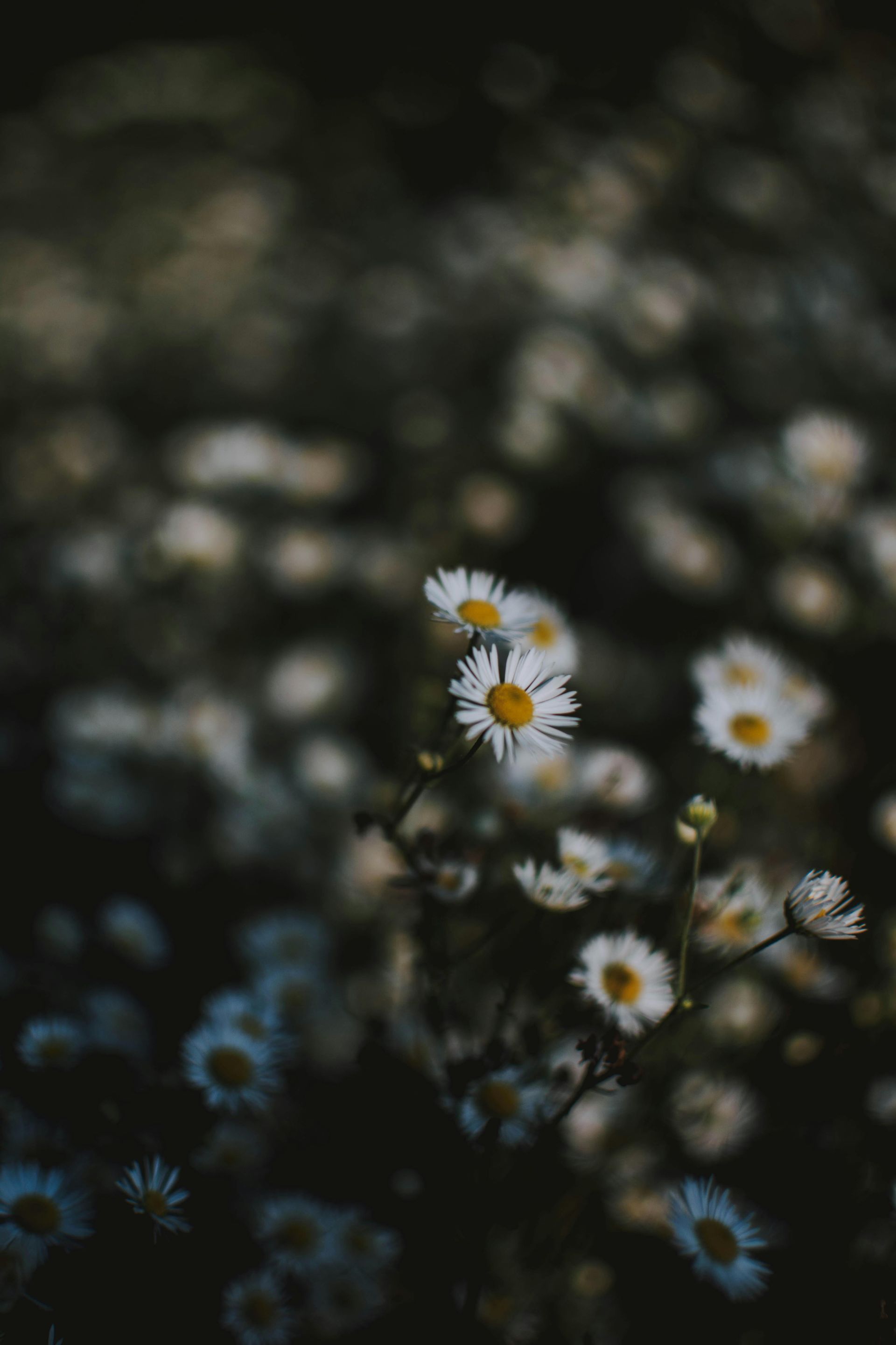 A bunch of daisies are growing in a field in the dark.