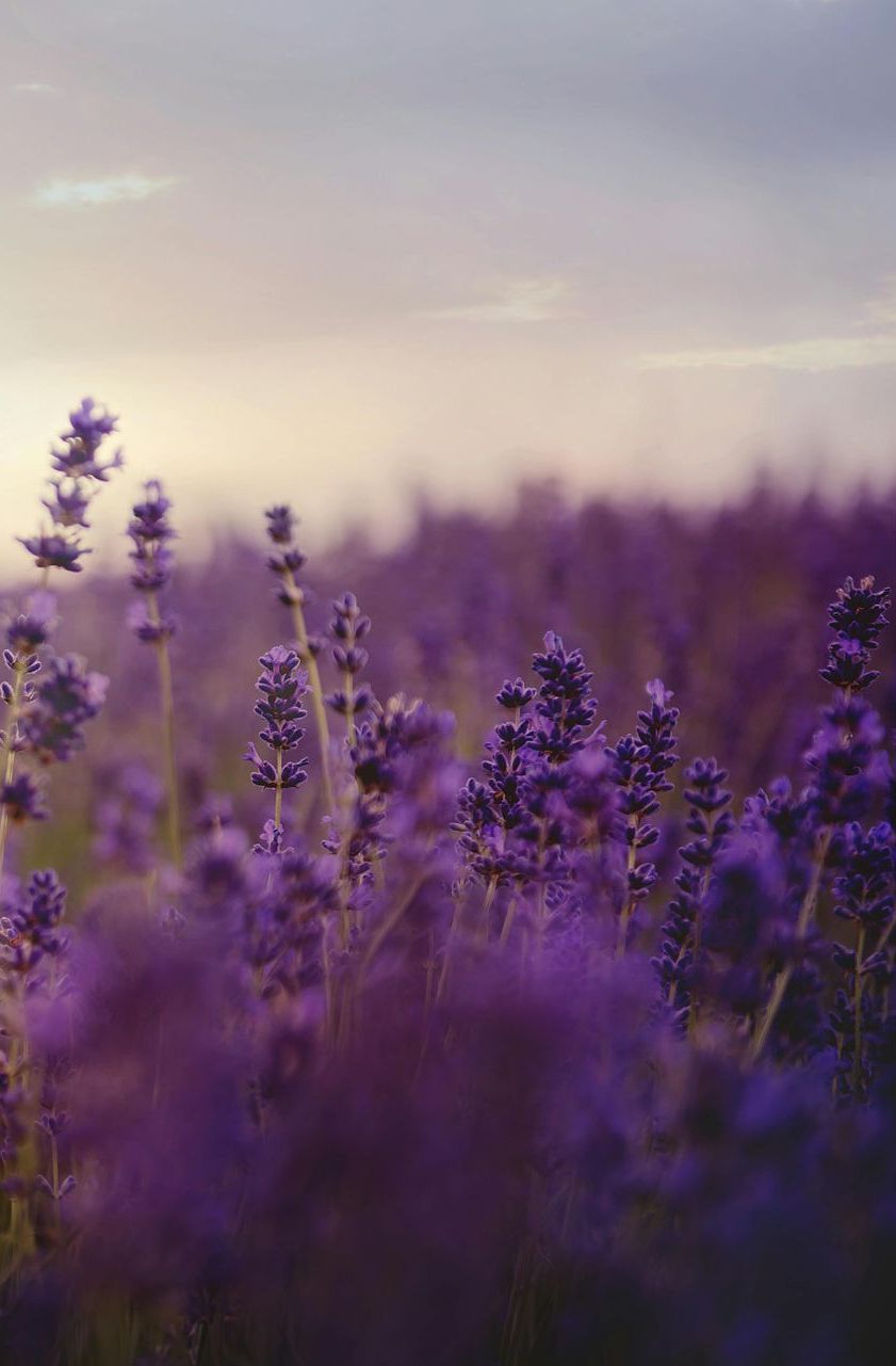 A field of purple flowers with a sunset in the background
