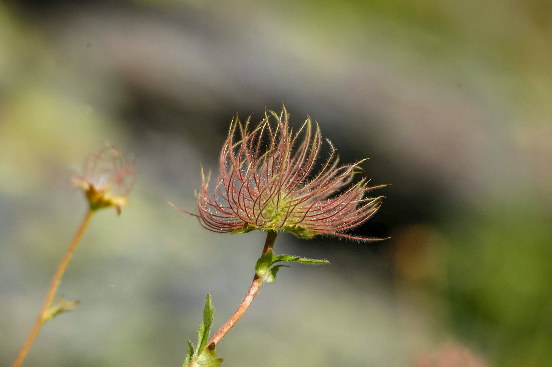 Blumen, Südtirol, Ahrntal, Prettau