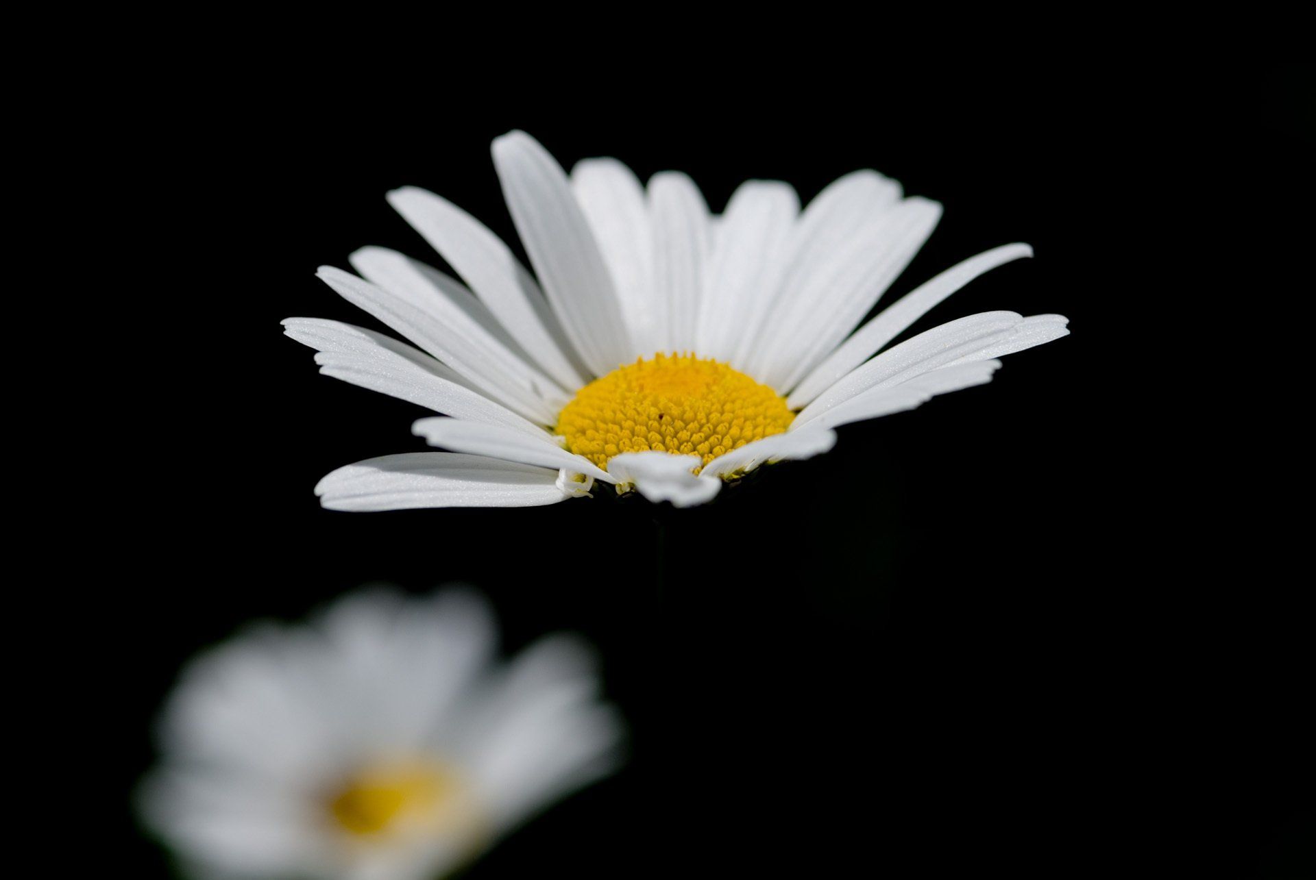 Margeriten, Blumen, Südtirol, Ahrntal, Ahornach