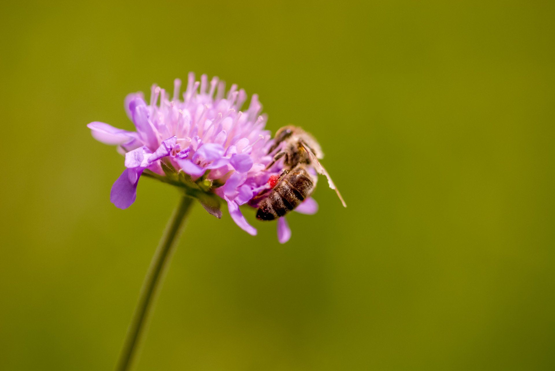 Biene, Südtirol, Ahrntal, Honig, Blumen