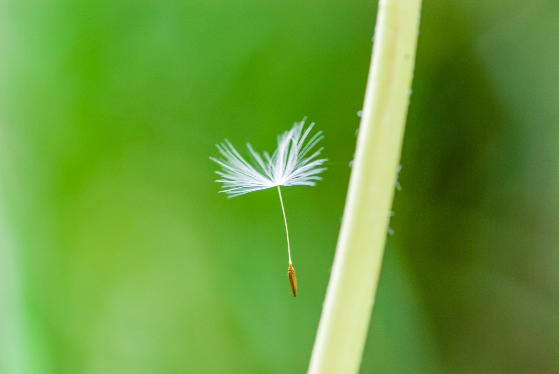 Eine Nahaufnahme eines Löwenzahnsamens, der an einer Pflanze hängt.
