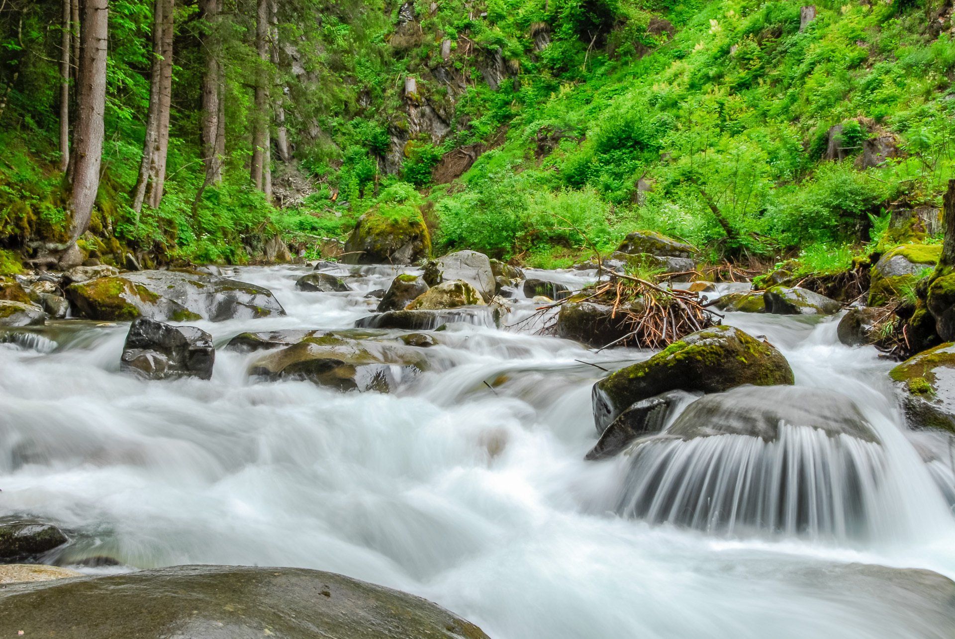 Ein Fluss, der durch einen von Felsen und Bäumen umgebenen Wald fließt.
