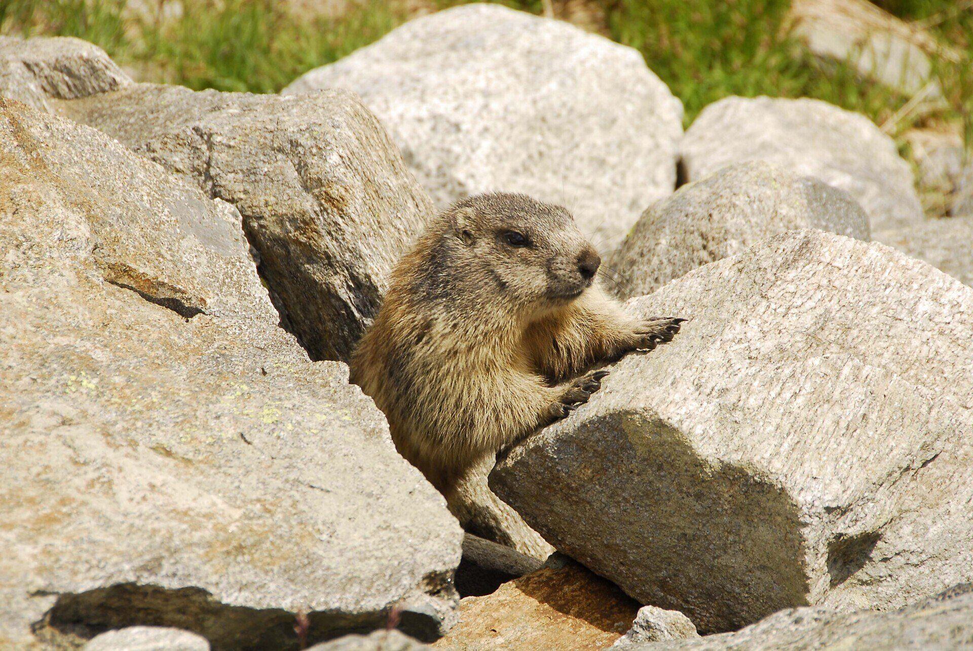 Ein Eichhörnchen sitzt auf einem Steinhaufen.