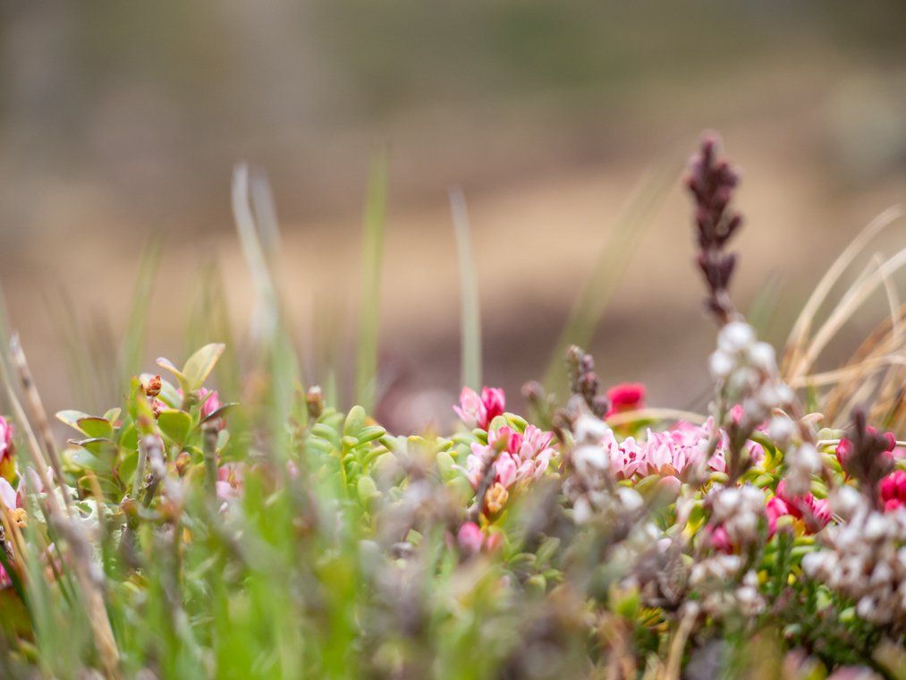 Im Gras wächst ein Strauß Blumen.