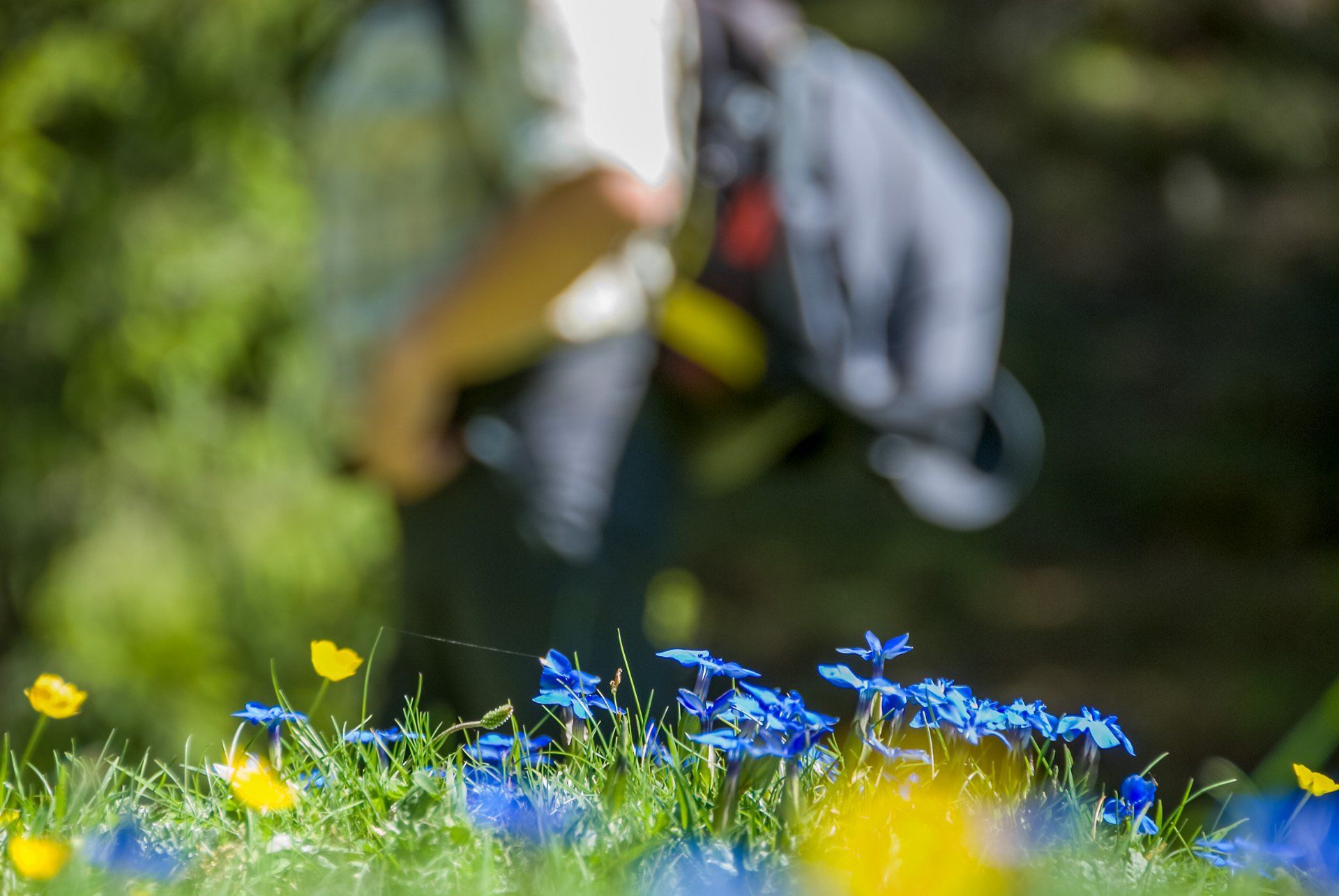 Eine Person pflückt blaue und gelbe Blumen auf einem Feld.