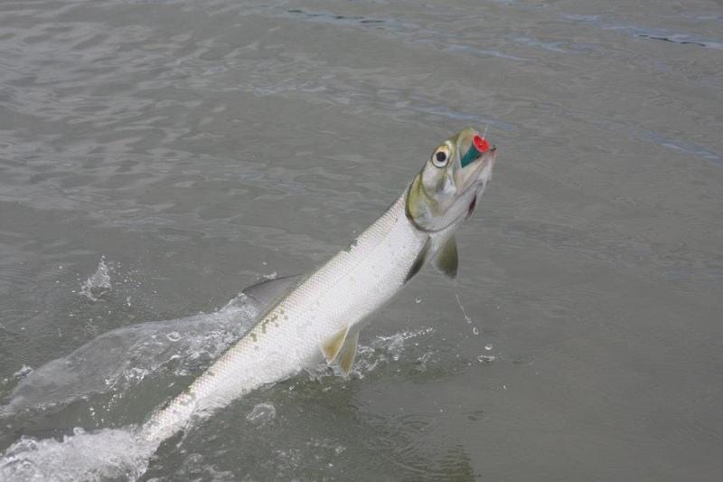 Big fish hunting — Dean Jackson Guided Tours in Winnellie, NT