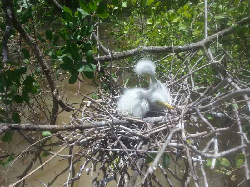 Birds on nest — Dean Jackson Guided Tours in Winnellie, NT