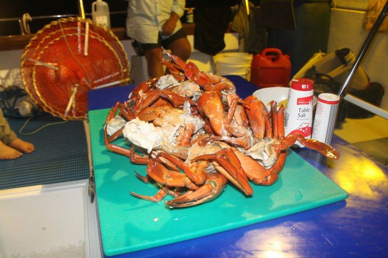 Cooked crabs — Dean Jackson Guided Tours in Winnellie, NT