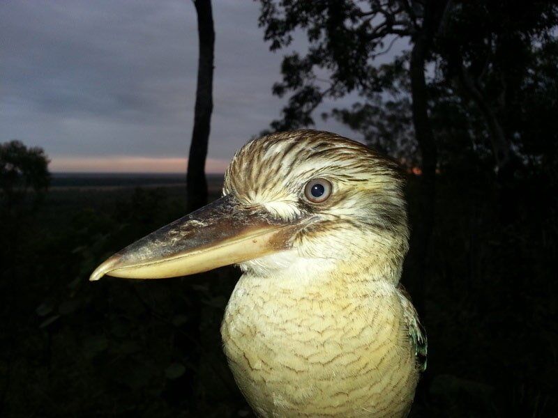 Duck — Dean Jackson Guided Tours in Winnellie, NT