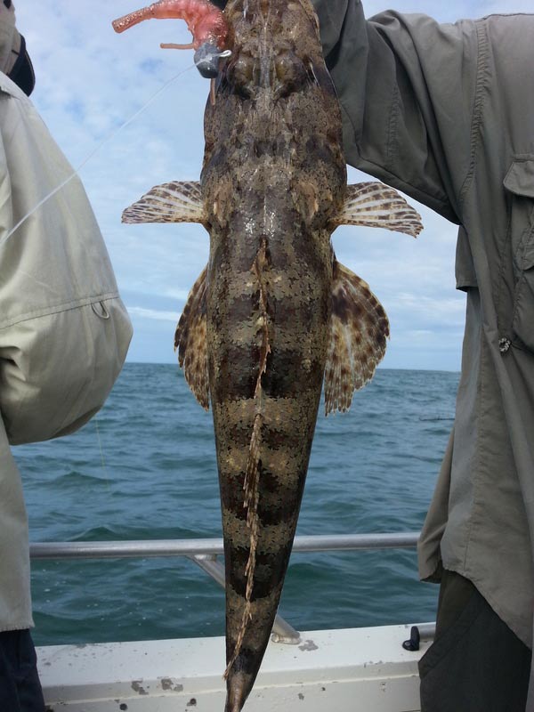 Fish — Dean Jackson Guided Tours in Winnellie, NT