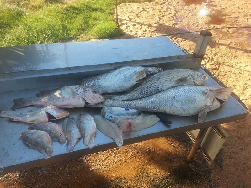 Fishes caught — Dean Jackson Guided Tours in Winnellie, NT