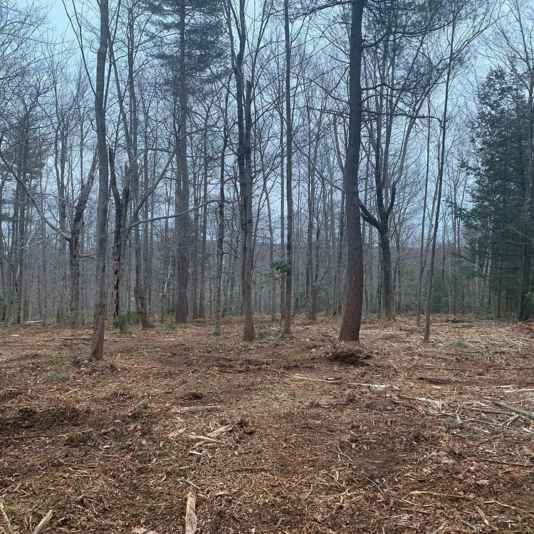 Forest after Tree Clearing — Rutland, MA — Heipt & Sons Forestry Mulching