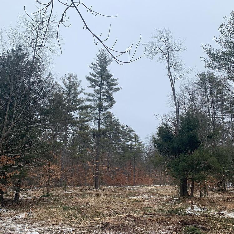 Forest Before Clearing — Rutland, MA — Heipt & Sons Forestry Mulching