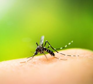 Mosquito — Exterminator in  San Antonio, TX