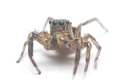 Spider — Pest Control in  San Antonio, TX