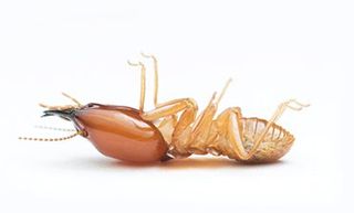 Termite — Pest Control in  San Antonio, TX