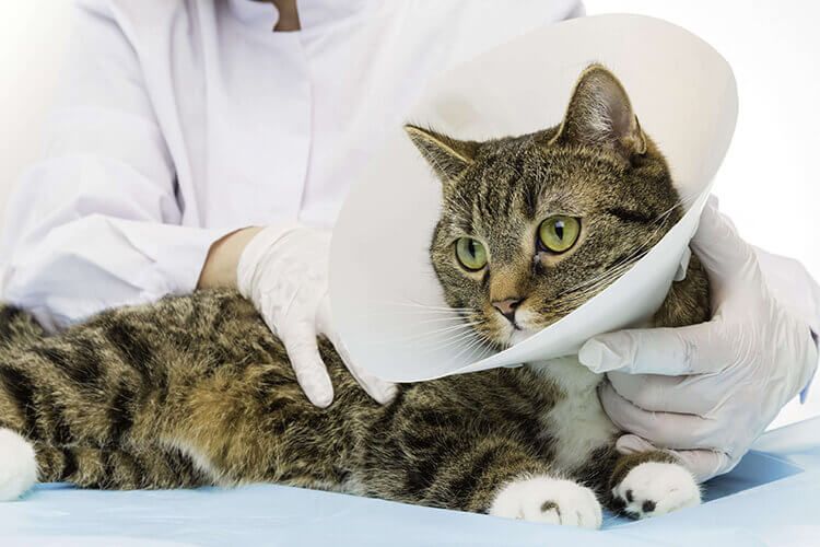 Cat with a cone — Freeville, NY — Dryden Animal Clinic