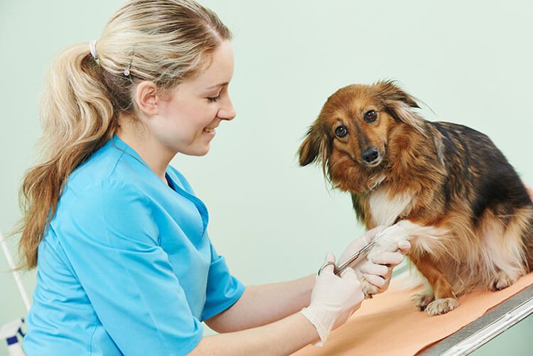 Dog being treated — Freeville, NY — Dryden Animal Clinic