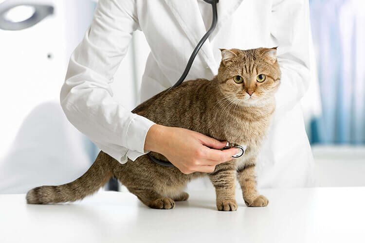 Regular check up — Freeville, NY — Dryden Animal Clinic