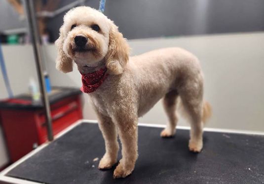 Dog Grooming — Cute Dog in Carrol, OH