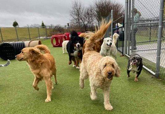 Dog Daycare — Dogs in the Front Yard in Carrol, OH