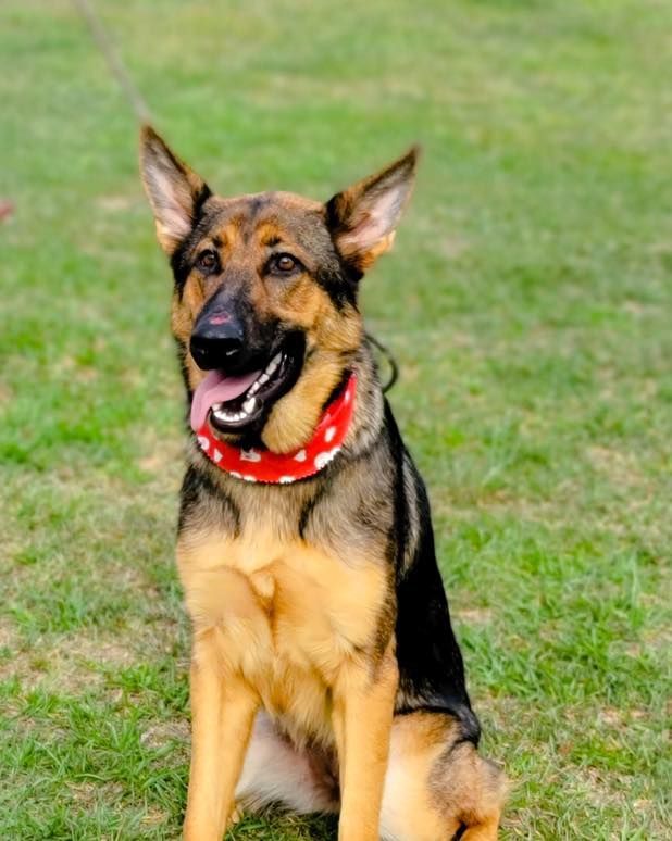 a german shepherd dog wearing a red collar is sitting in the grass
