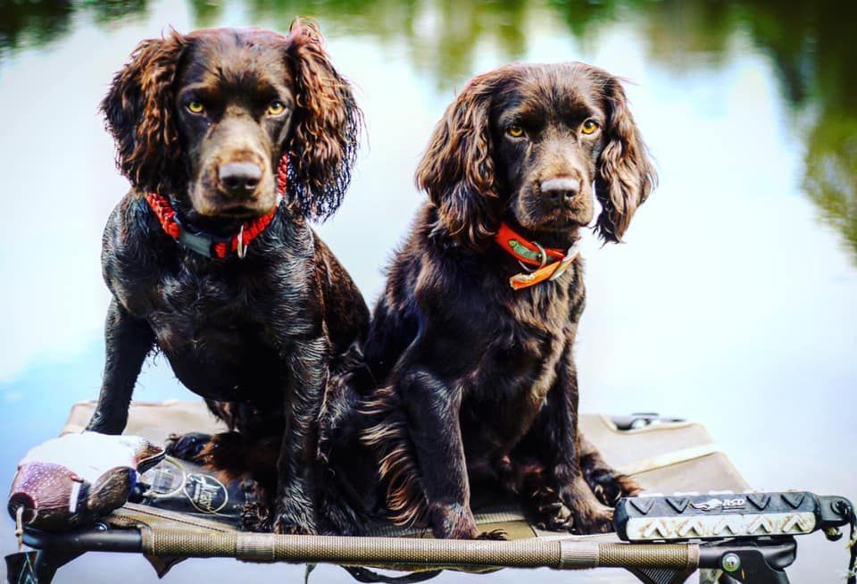 Home Altamaha Canine Consulting