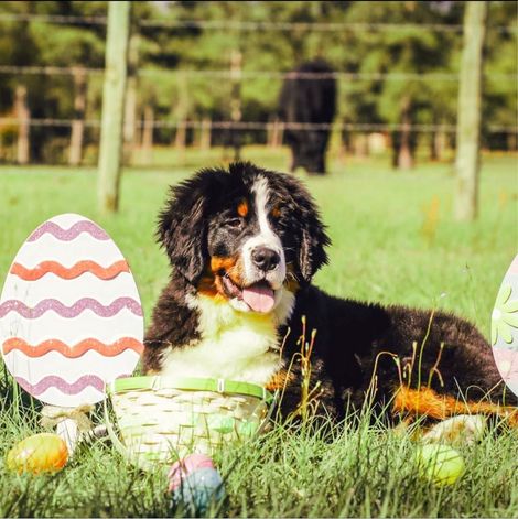 a dog laying in the grass next to easter eggs