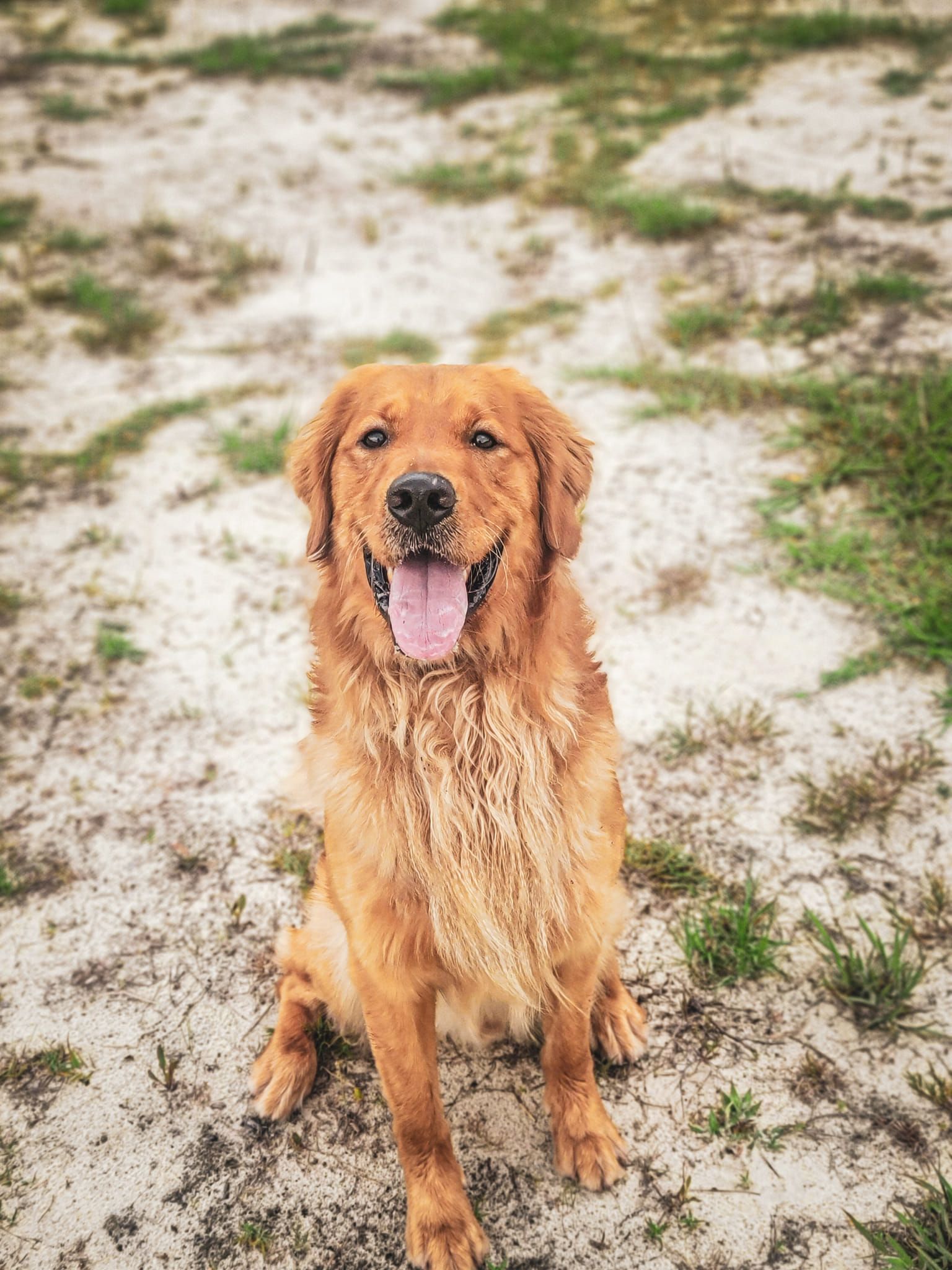 a brown dog is sitting in the dirt with its tongue hanging out