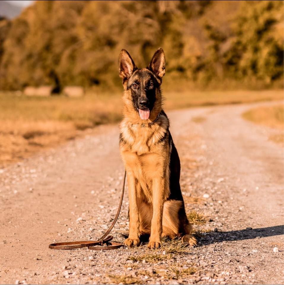 a german shepherd dog is sitting on the side of a dirt road