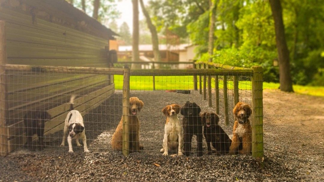 three dogs are sitting next to each other in a forest