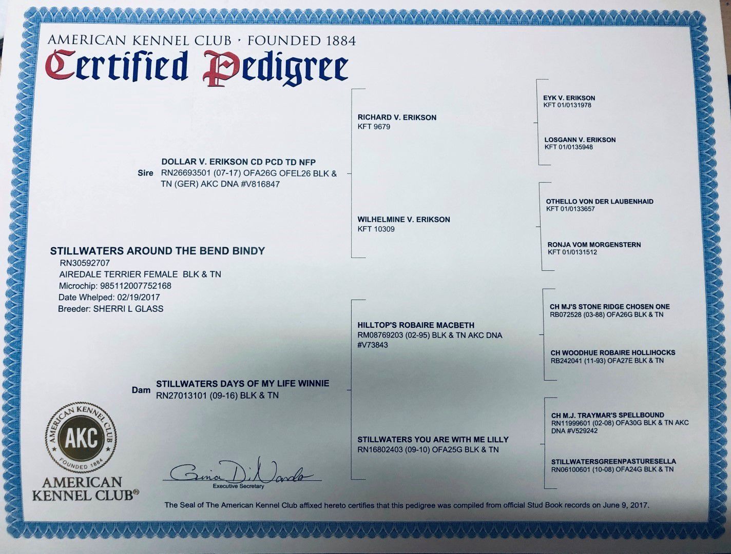a certified pedigree from the american kennel club