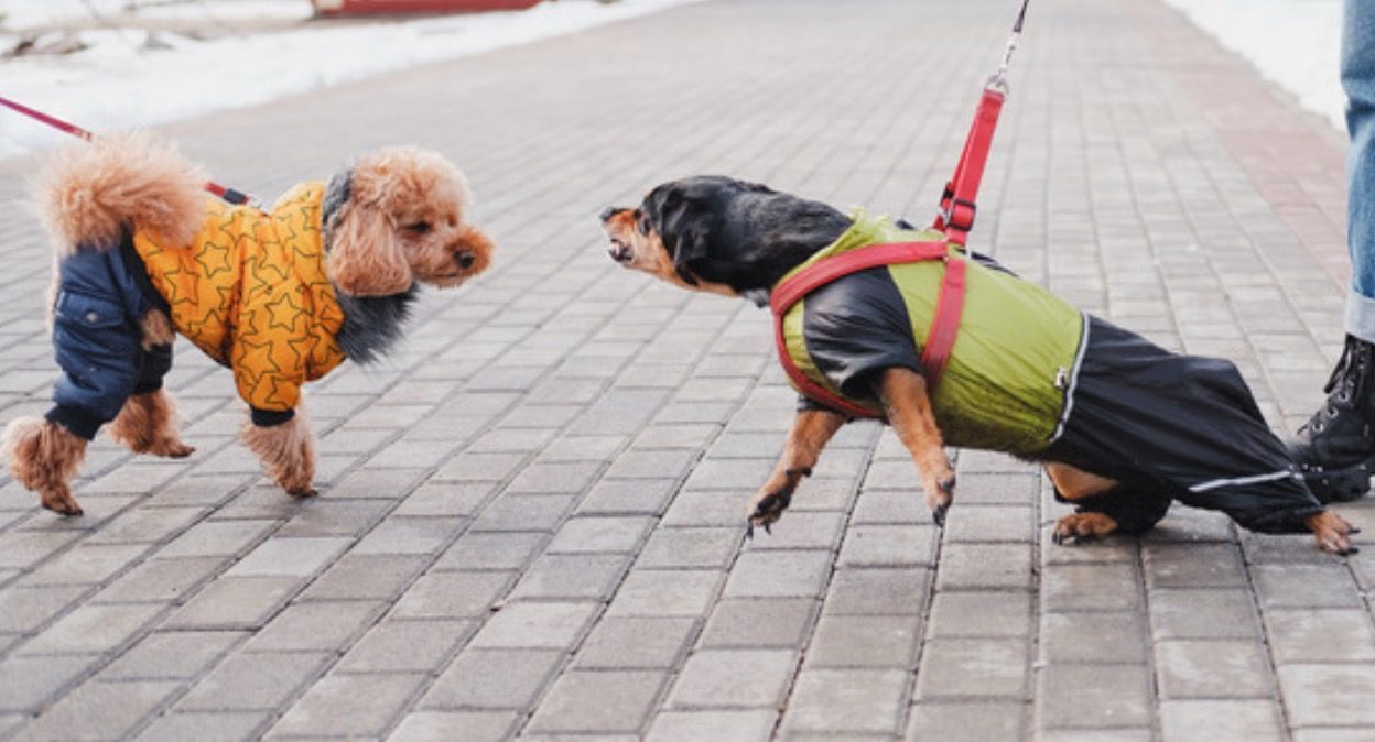 Regretfully Rewarding the Reactive Dog