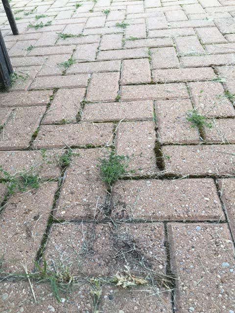 How to Grow Moss Between Pavers