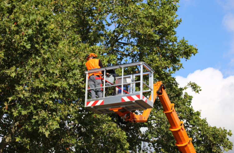 A man standing in a crane bucket is cutting branches off a tall tree