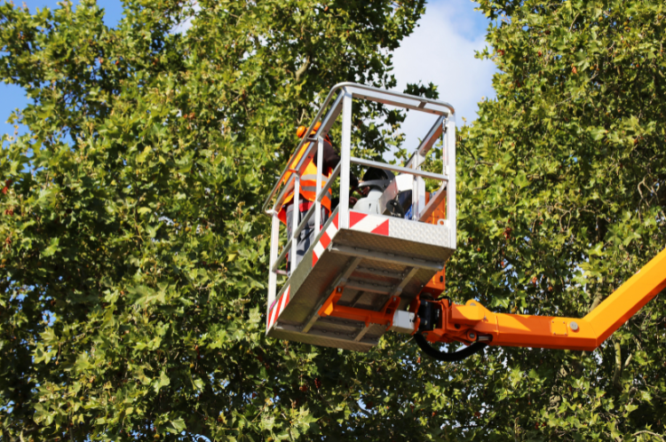 A man is sitting in a bucket on a crane cutting a tree.