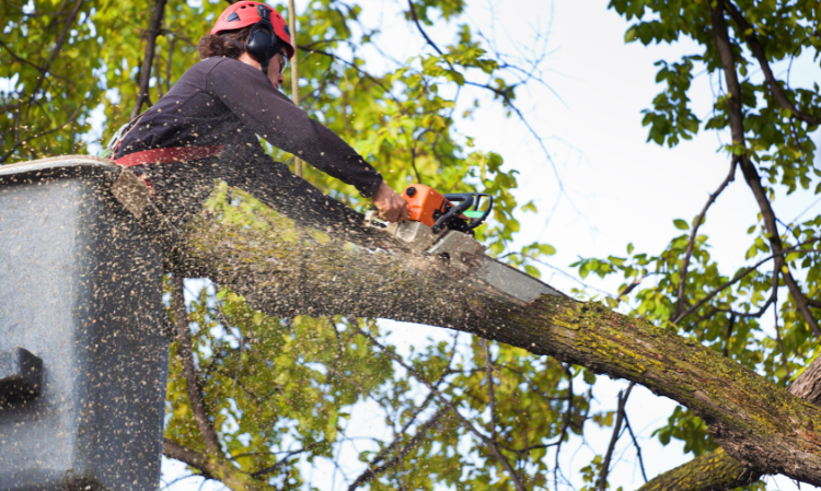A man in a crane bucket is cutting a tree branch with a chainsaw.