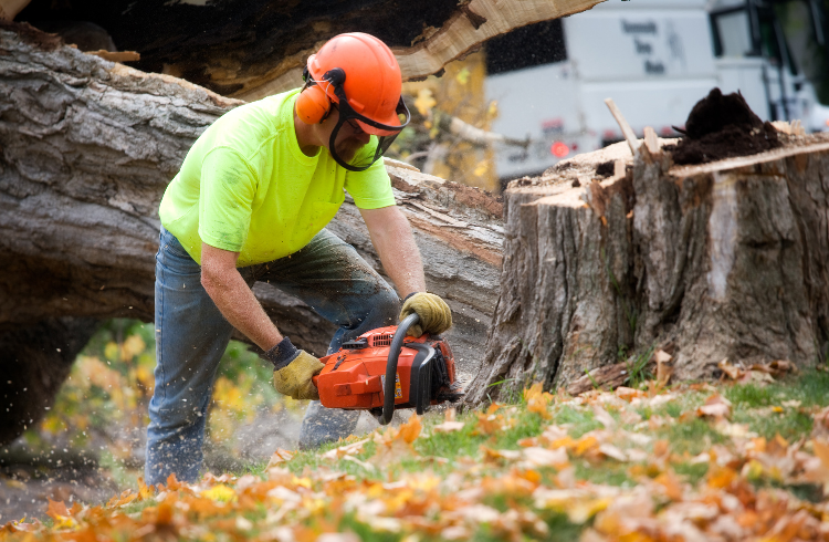 A tree removal specialist is cutting a tree stump with a chainsaw.