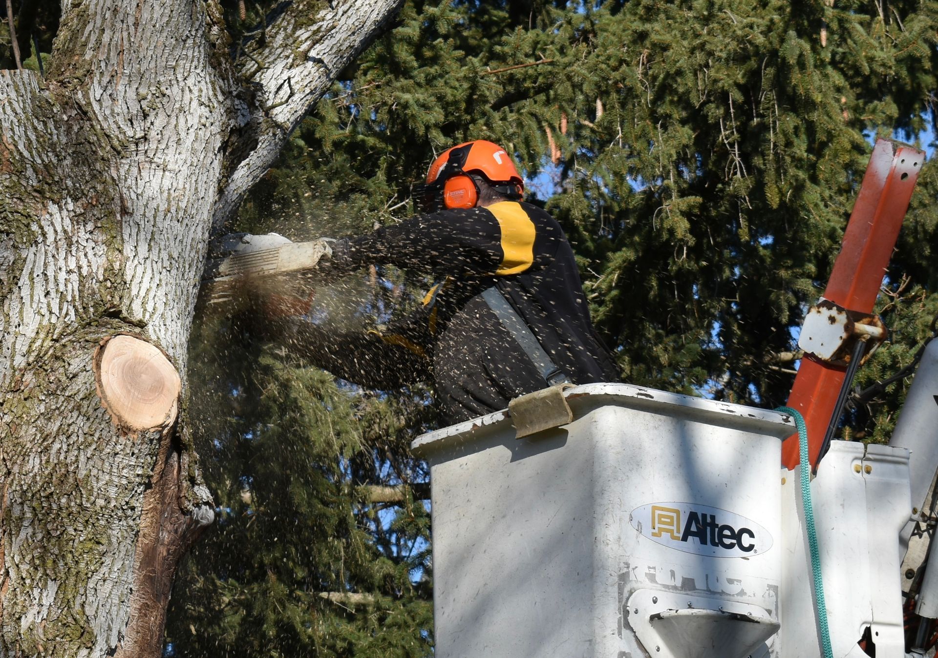 A man in a bucket is cutting large branches off of a tree