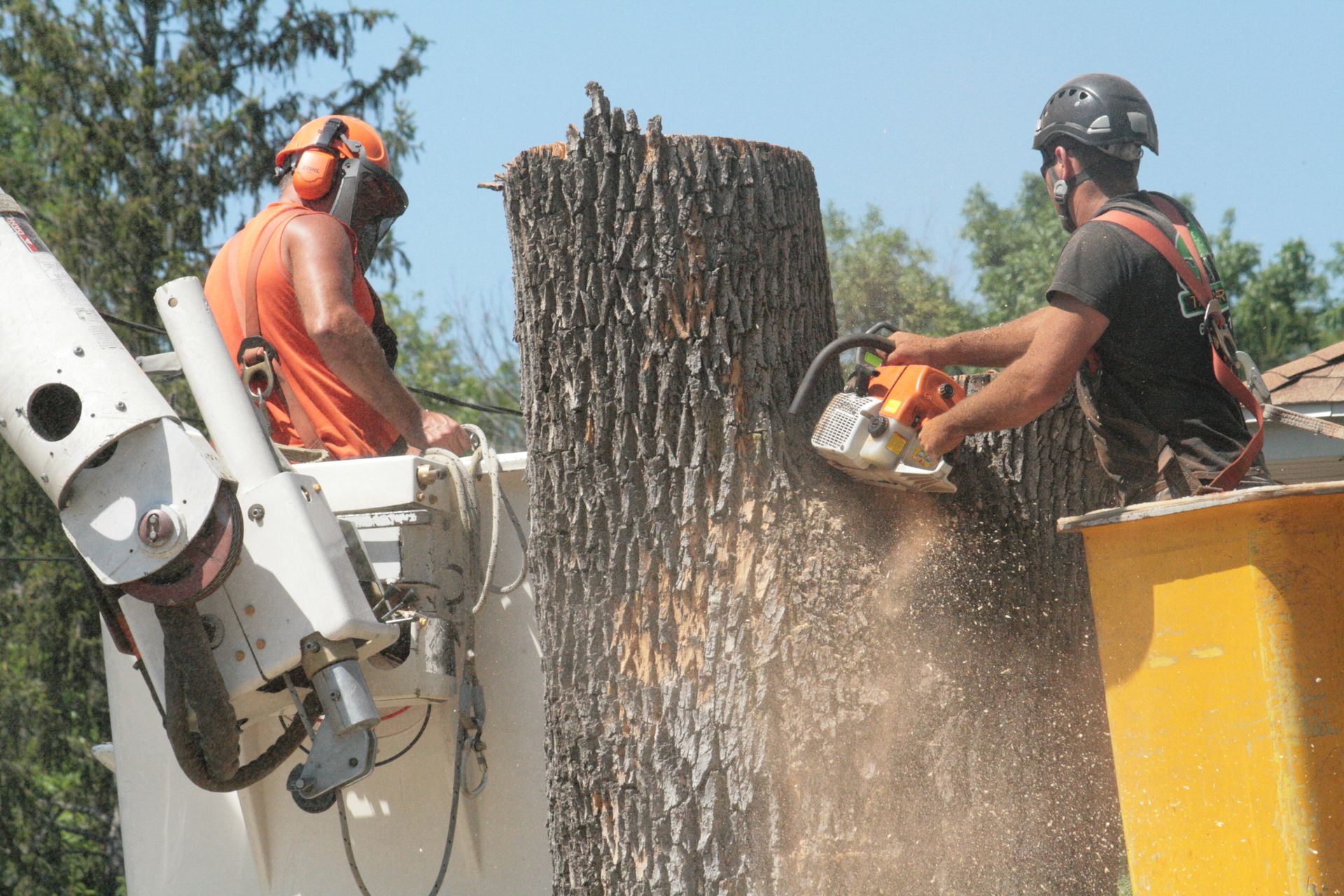 Two men are cutting a tree with a chainsaw