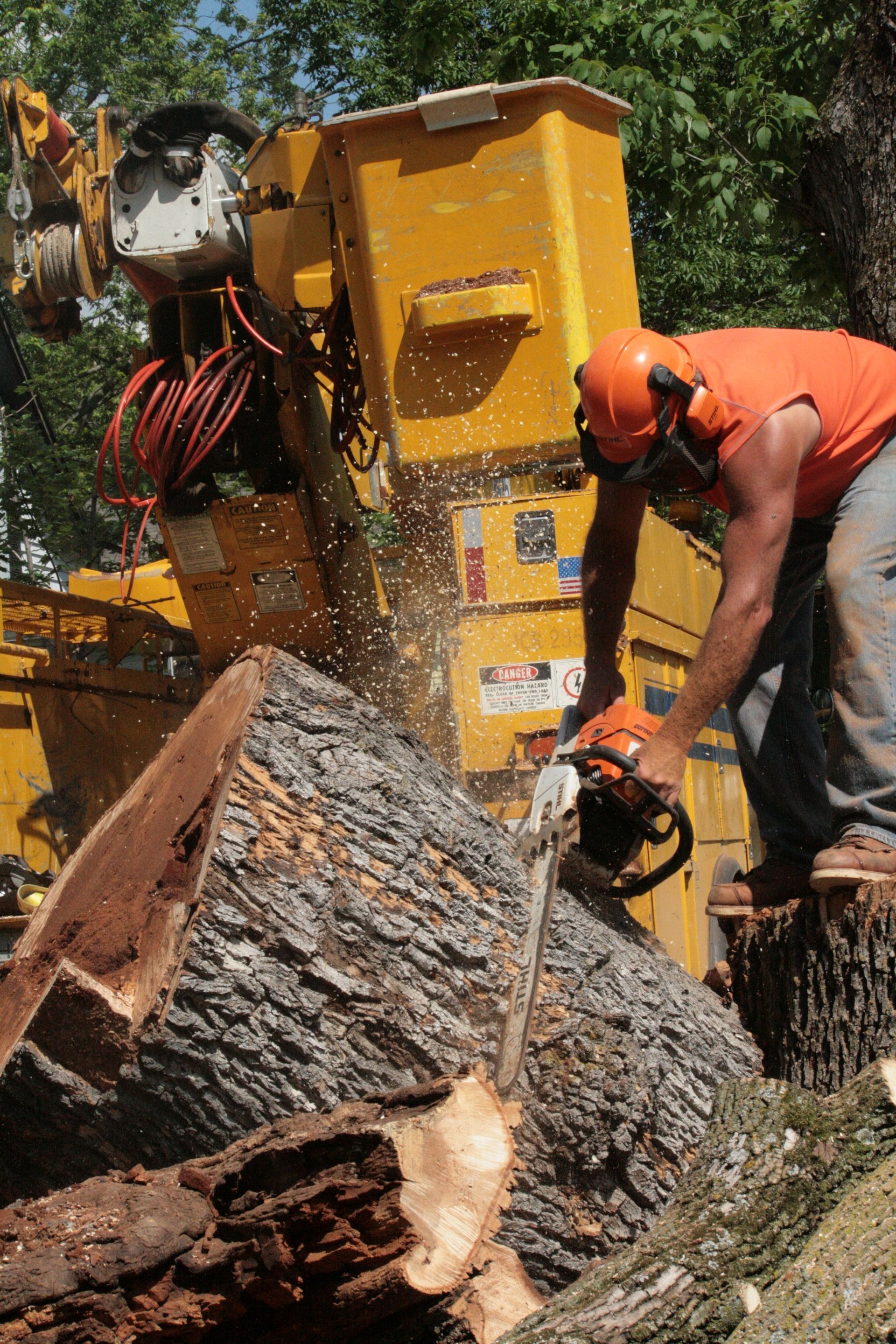 A man is cutting a tree with a chainsaw next to heavy tree removal equipment