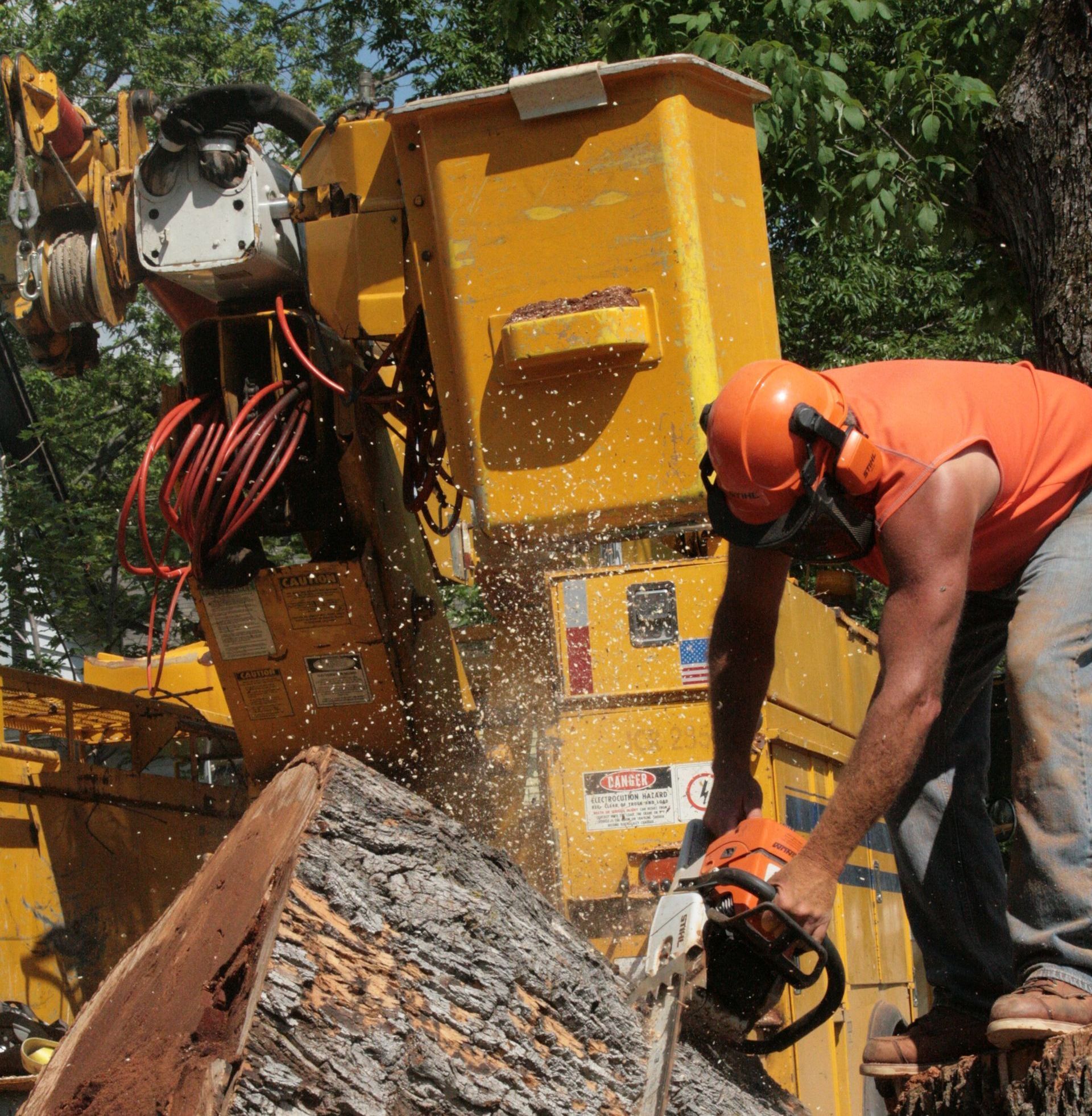 A man is cutting a tree with a chainsaw in front of heavy equipment used to remove trees.