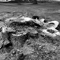 A black and white photo of a tree stump in a park.