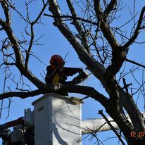 A man is sitting on top of a tree in a bucket truck.