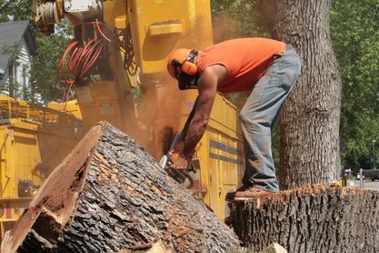 A man is cutting a tree with a chainsaw.
