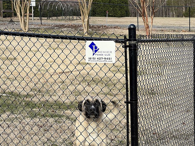 A pug dog is standing in front of a chain link fence.