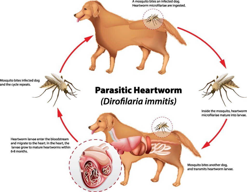 internal-parasite-in-dogs
