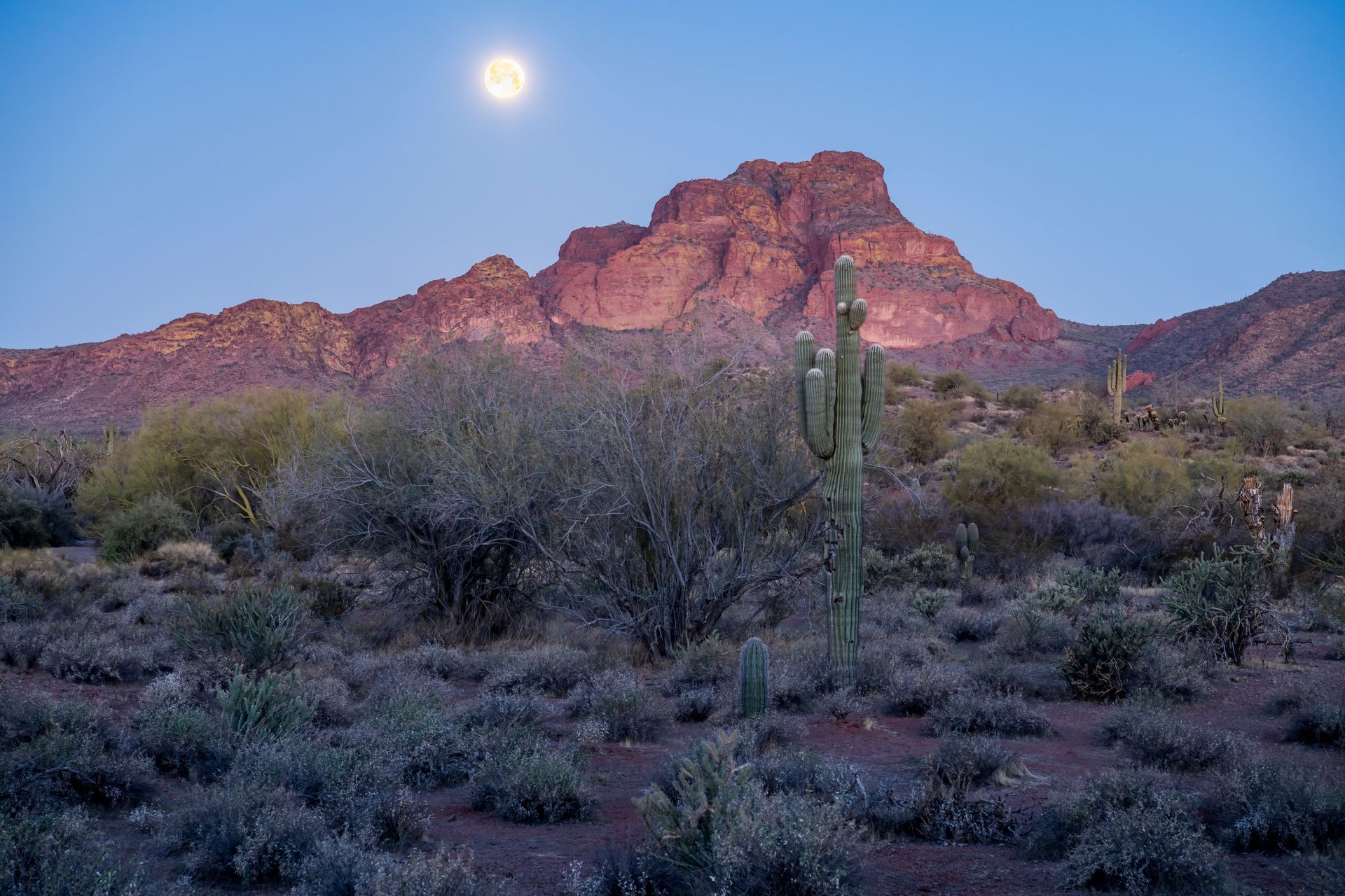 Moonlit desert landscape: mountains, saguaro cactus, and scrub brush under a full moon and dusky sky.